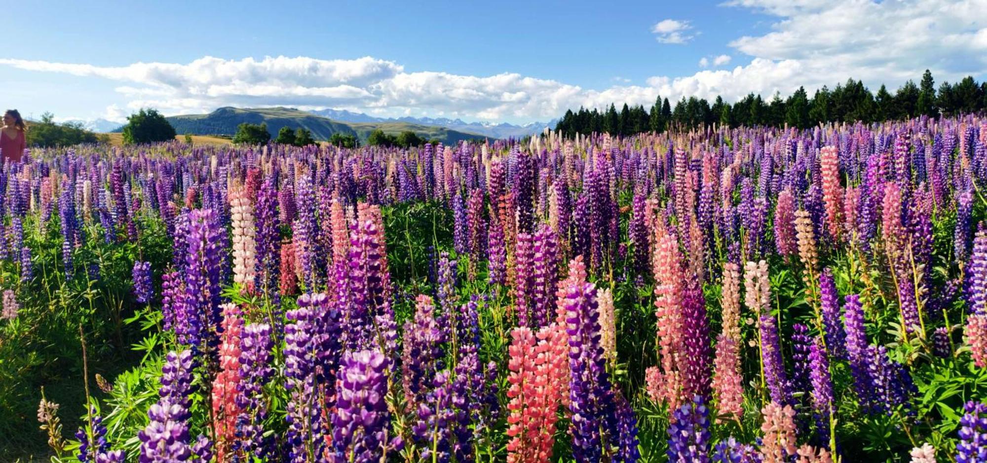 37 Galaxy C Studio Lake Tekapo Zewnętrze zdjęcie